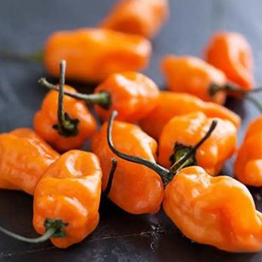 Orange Habanero Pepper