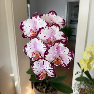 Phalaenopsis 'Häagen-Dazs' Seeds