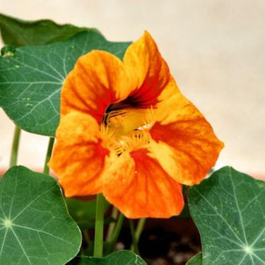 Nasturtium Seeds-Tropaeolum polyphyllum