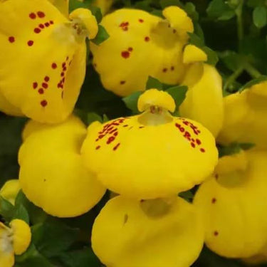 Calceolaria Seeds Yellow Pure