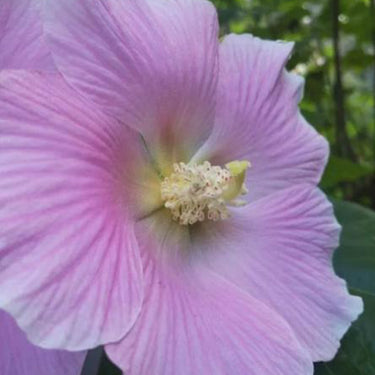 Hibiscus Seeds-Single-petal Pink Cotton Rose