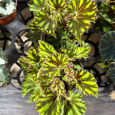 Begonia 'Mexican Striped Peacock'