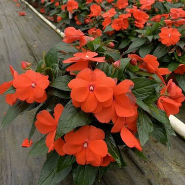 Solarscape Orange Burst Interspecific Impatiens Seeds