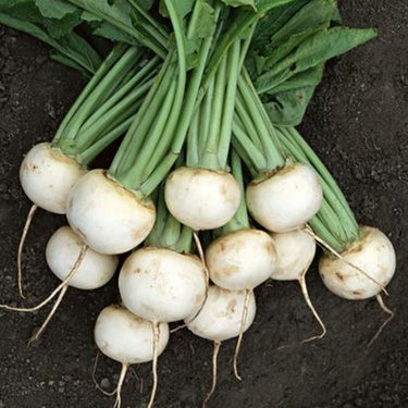 White Beetroot Seeds