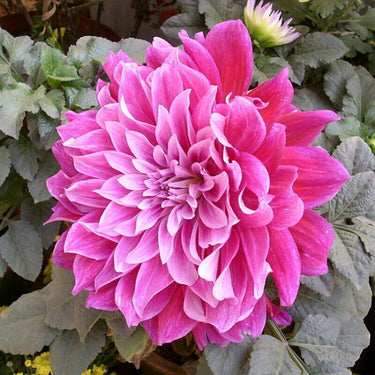Dahlia Seeds-Collarette