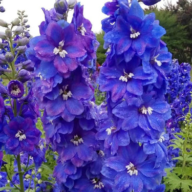 Delphinum Seeds-Guardian Blue