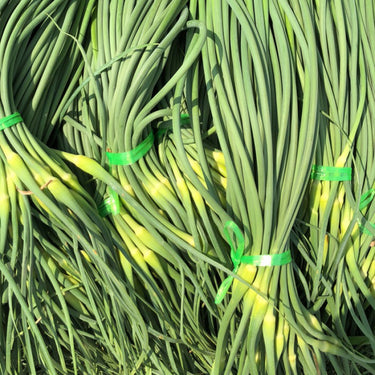 Garlic Scape