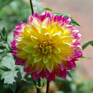 Dahlia Seeds-Joyful Dance Melody