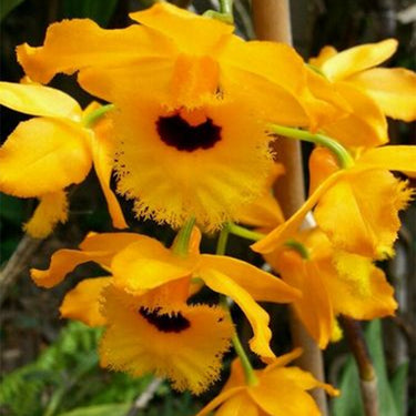 Orchid-Dendrobium Hookerianum