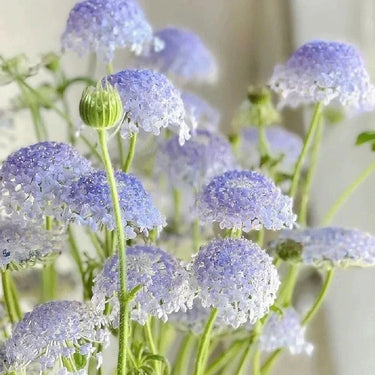 Trachymene Coerulea