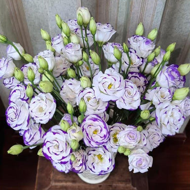 Lisianthus Seeds-Light Pink with Purple Edge