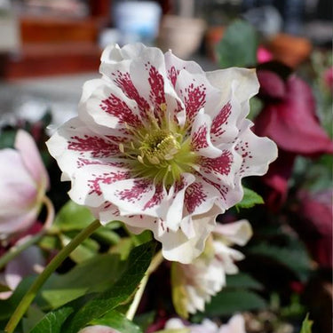 Helleborus Double-White Spots