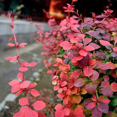 Purple-Leaf Barberry