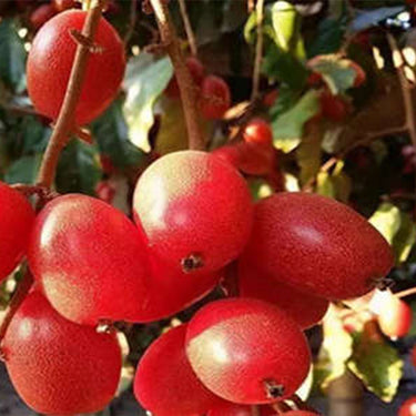 Silverberry  Elaeagnus Fruit