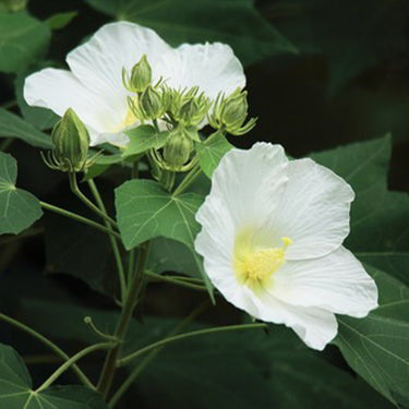 Hibiscus Seeds-Single-petal White Hibiscus