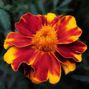 Marigold Seeds-Discovery Flame