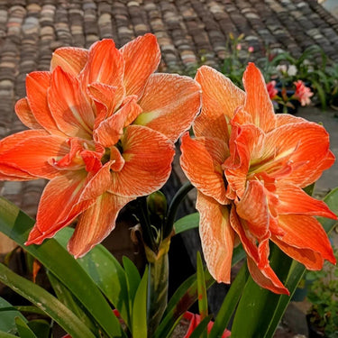 Hippeastrum Seeds-Exotic Nymph