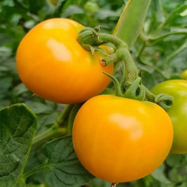 Yellow Queen Tomato