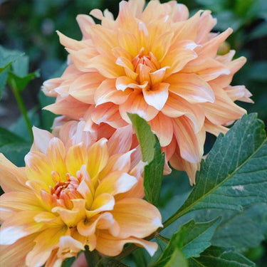 Dahlia Seeds-Seattle