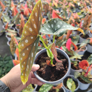 Begonia maculata 'Wightii'