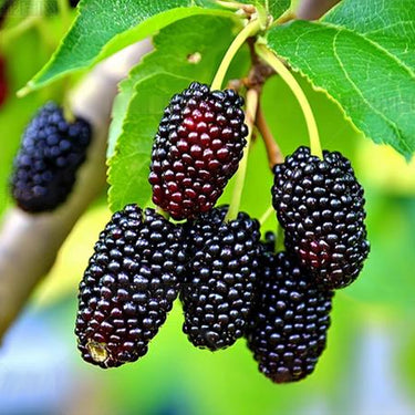 Blackberry, Prime-Ark Freedom