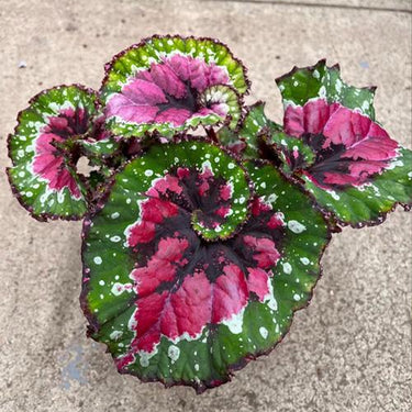 Begonia rex