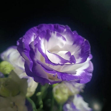 Lisianthus Seeds-Rosita II Blue Picotee