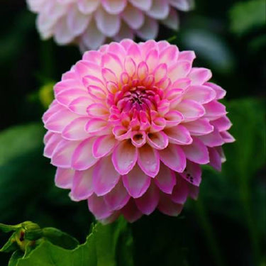 Dahlia Seeds-Pink Isabella