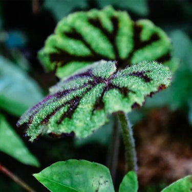 Begonia masoniana