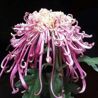 Cold-hardy Four-season Chrysanthemum Seeds-Purple-Pink
