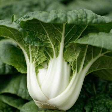 Asian Delight Hybrid Pak Choi Seeds