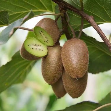 Green Kiwi Cui Xiang