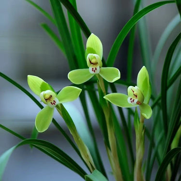 Spring Orchid Seeds