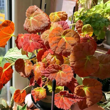 Begonia 'Autumn Ember'