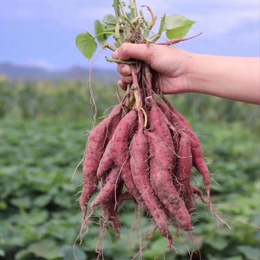 Chestnut Sweet Potato
