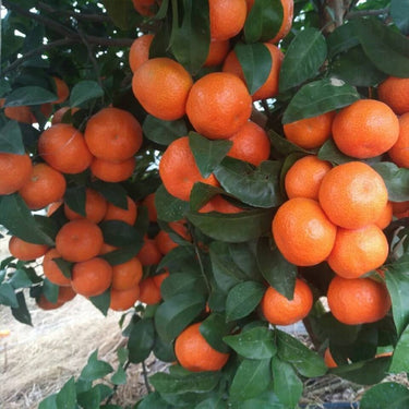 Sugar Orange