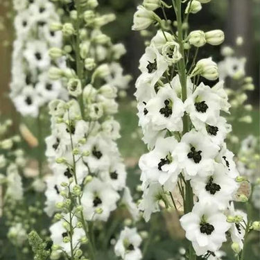 Delphinum Seeds-Black Knight