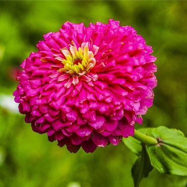 Zinnia Seeds – Zinderella Purple