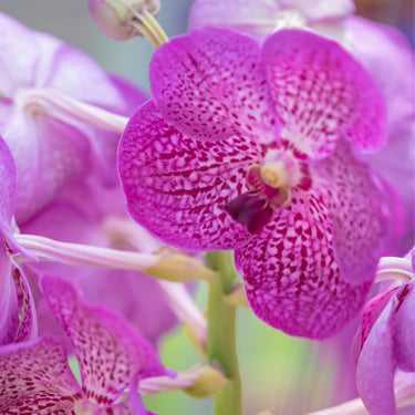 Orchid-Ascocenda Princess Mikasa