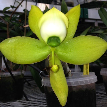 Cycnoches chlorochilon