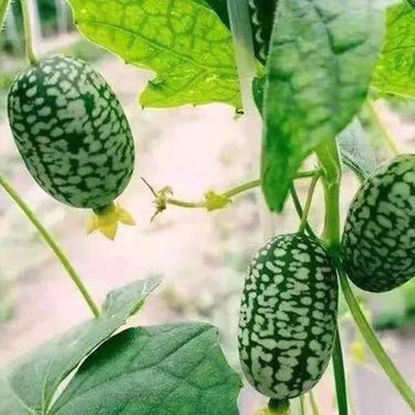 Cucamelon Seeds