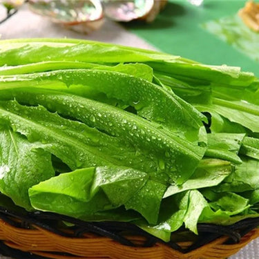 Lettuce Sprout