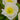 Papaver Rhoeas Seeds-Champagne Bubble Iceland Poppy