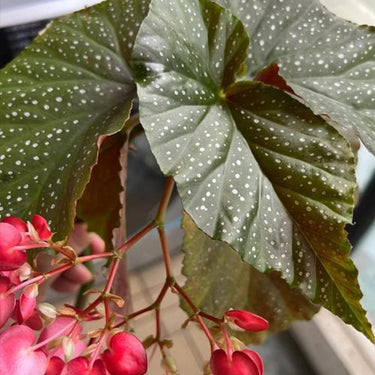 Begonia maculata