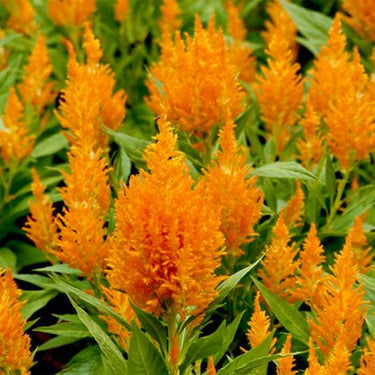Celosia Cristata Seeds-Golden Armor
