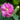Hibiscus Seeds-Double-petal Pink Cotton Rose