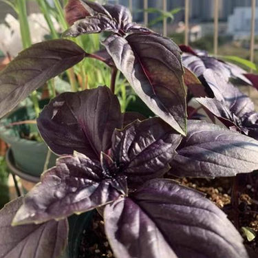 Amethyst Improved Purple Basil