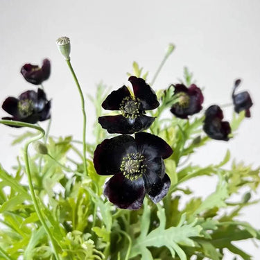 Papaver Rhoeas Seeds-Poppy · Black Magic