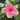 Hibiscus Seeds-Gold Powder