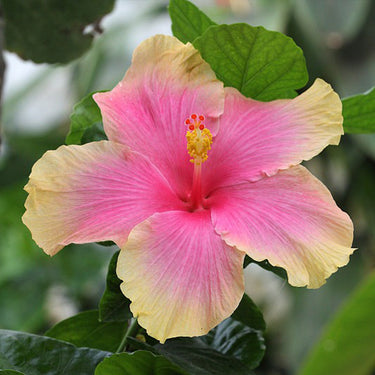 Hibiscus Seeds-Gold Powder